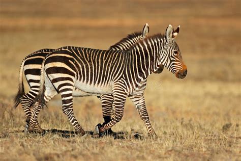 Cape Mountain Zebras in Natural Habitat Stock Photo - Image of south ...