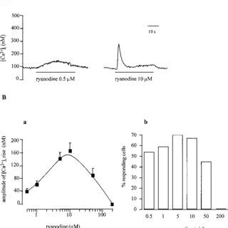 Effect Of Ryanodine On Cytosolic Ca Concentration Ca I In