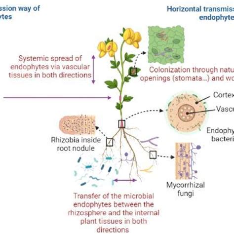 Colonization And Distribution Of Endophytes Within Plant Tissues The