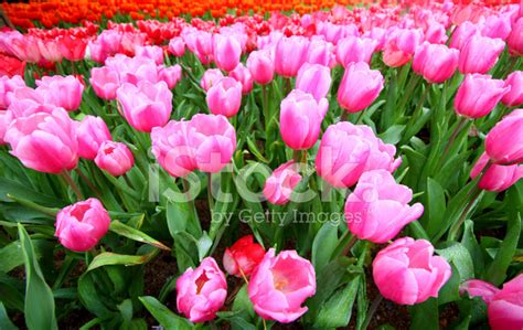 Fresh Colorful Tulips Stock Photo | Royalty-Free | FreeImages