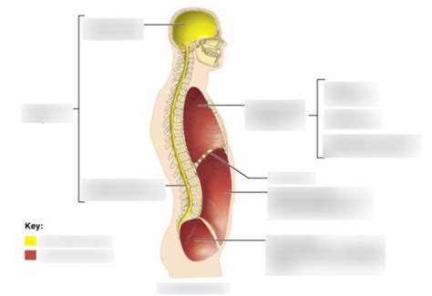 Body Cavities Lateral View Diagram Quizlet