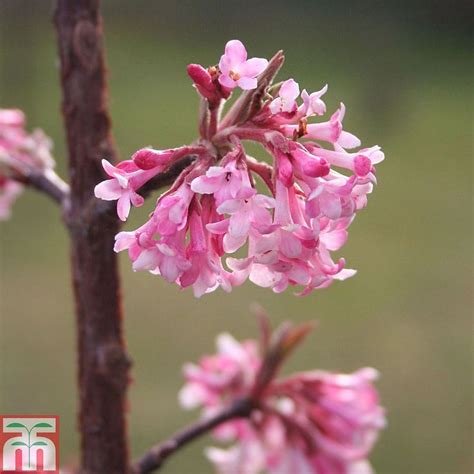 Viburnum X Bodnantense Dawn Plants Winter Flowering Shrubs