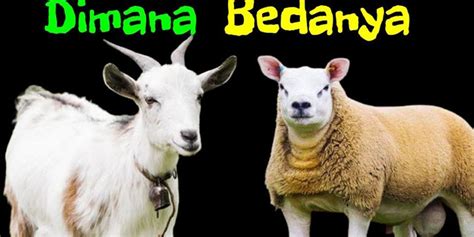 Perbedaan Kambing Dan Domba Untuk Qurban