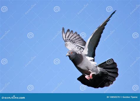 Taube Im Flug Stockfoto Bild Von Tier Freiheit Flugwesen