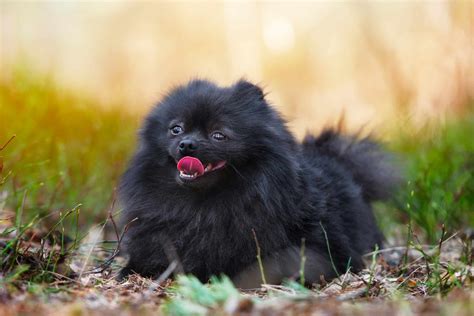 Black Pomeranian: Appearance, Genetics, Pictures & Facts