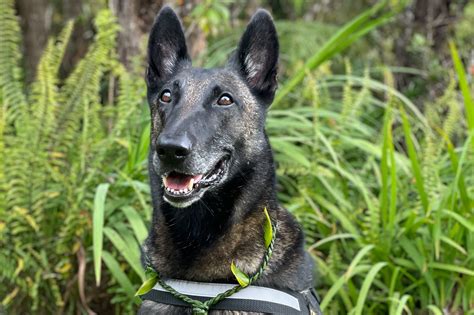 NGSS Units On Scent Detection Dogs 