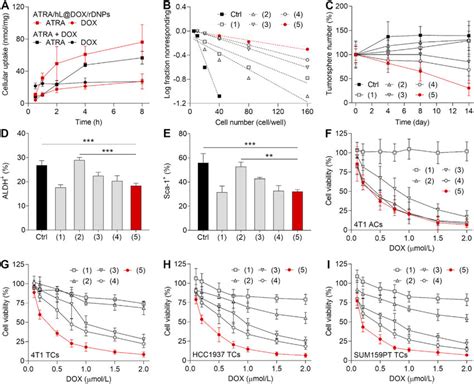 In Vitro Anticancer Effect Of Atra Hl Dox Rdnps A Changes In The