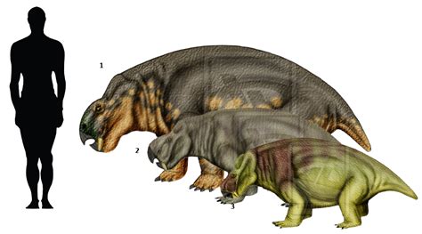 Prehistoric taxonomy | Kannemeyeria simocephalus, cristarhynchus and ...