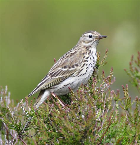 Meadow Pipit By Michael Neate Birdguides