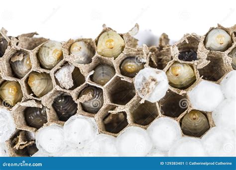 Close Up Of Asian Hornets Nest Inside Honeycombed With Larva Larvae