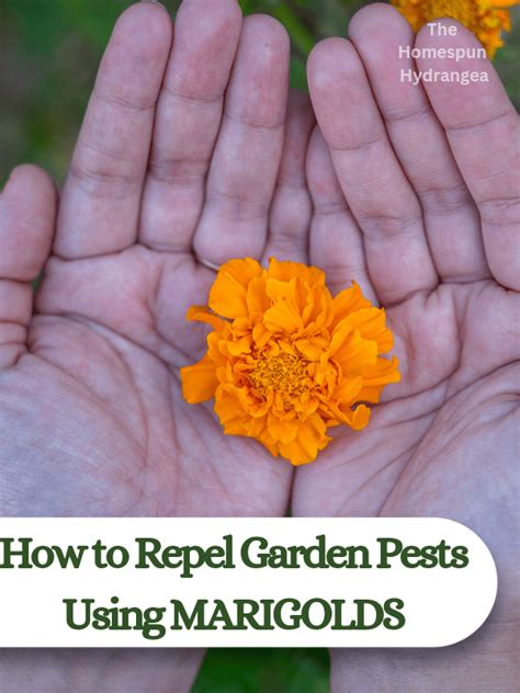 How to Repel Garden Pests Using Marigolds