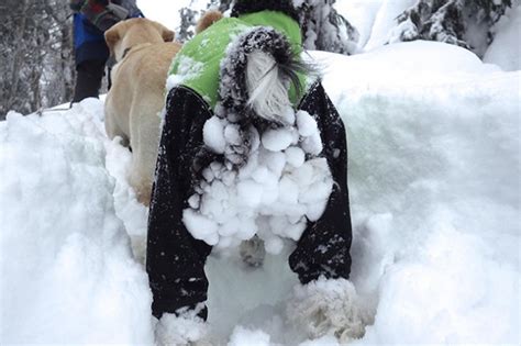 この冬、大活躍まちがいなし！犬の“雪遊び”トラブルを解決！お客様の声から生まれた、「保温」と「撥水」を同時に叶える「犬用レッグガード」 が12