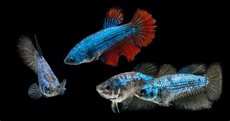 Female Betta Fish: Appearance, Companions (& Care Guide)