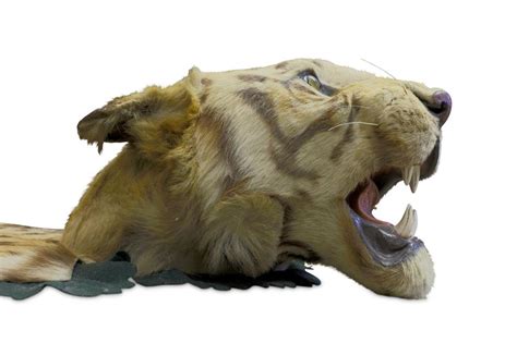 Sold Price AN EARLY 20TH CENTURY TAXIDERMY BENGAL TIGER PANTHERA