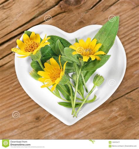 Homeopathy and Cooking with Arnica Stock Image - Image of dish, care ...