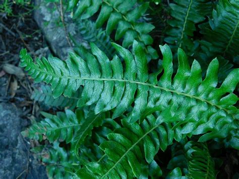 Glossy Hard Fern From Chicken Rock Greyton South Africa On April