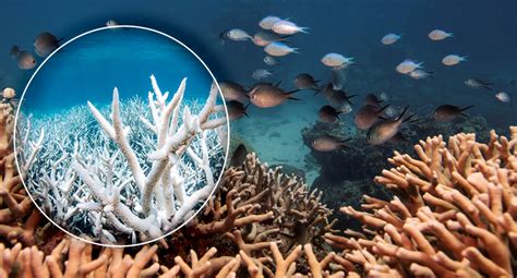 Coral bleaching is killing the Great Barrier Reef - here's how