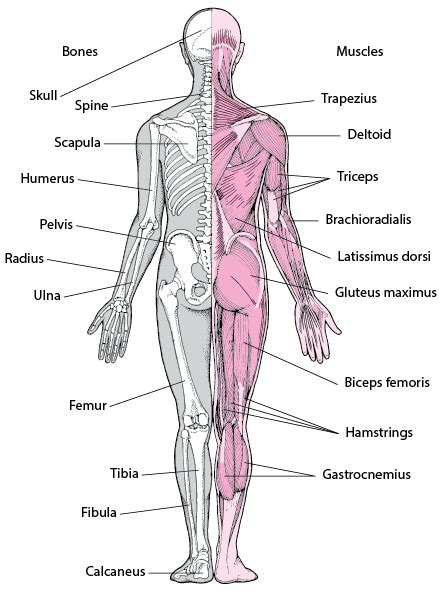 Muscles bone joint and muscle disorders – Artofit