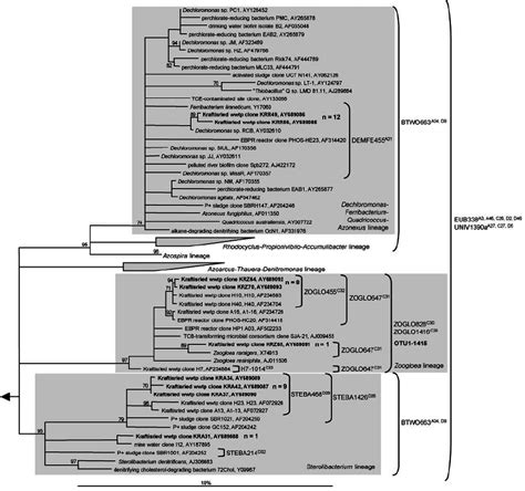 16S rRNA gene phylogenetic consensus tree based on maximum-likelihood ... 