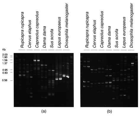 Rapd Patterns Obtained With Primers Opa 04 A And Opa 06 B For Two