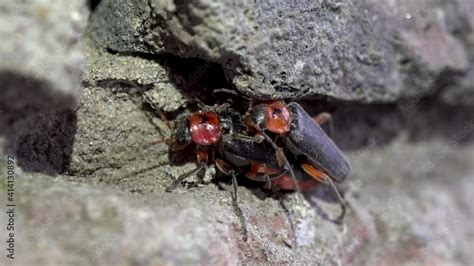 Mating Beetles Cantharis Rustica Two Beetles Have Sex Continuation Of The Offspring Macro