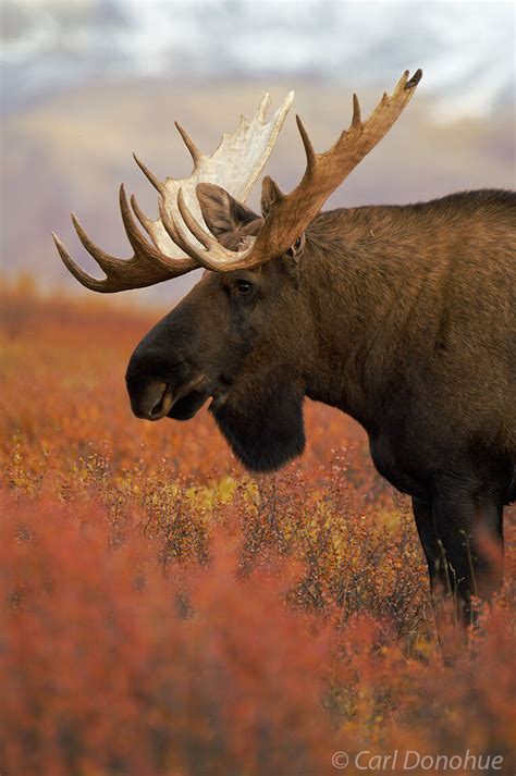 Bull Moose Fall Colors And Tundra Denali National Park Alaska