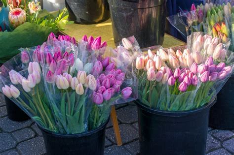 Flower Market with Fresh Pink Tulip Bouquets in Buckets Stock Image ...