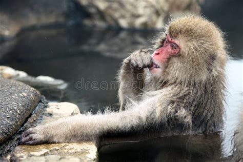 Snow Monkey Macaque Bathing In Hot Spring Nagano Prefecture Japan Stock Photo Image Of Asia