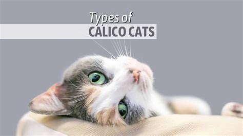 All You Need To Know About 5 Types Of Calico Cats