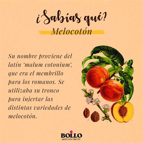 analogía misericordia bolso beneficios de las frutas explicacion para