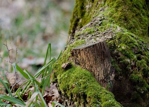 Extracción de heno y musgo genera alto impacto ecológico