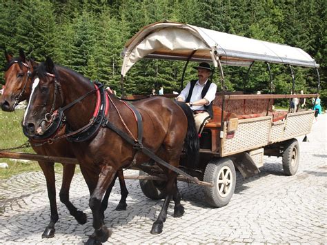 Konie Z Morskiego Oka Zbadaj Zagraniczki Eksperci Zakopane Nasze Miasto