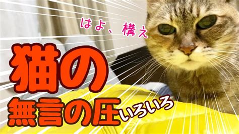 【猫の無言の圧】撫でてもらうのを順番に待つ3匹の猫。猫の無言の圧が可愛いすぎる。 Youtube