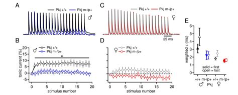 Figures And Data In Sex Differences In Cerebellar Synaptic Transmission And Sex Specific