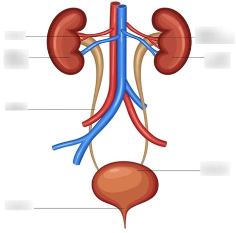 Urinary System Diagram Diagram Quizlet