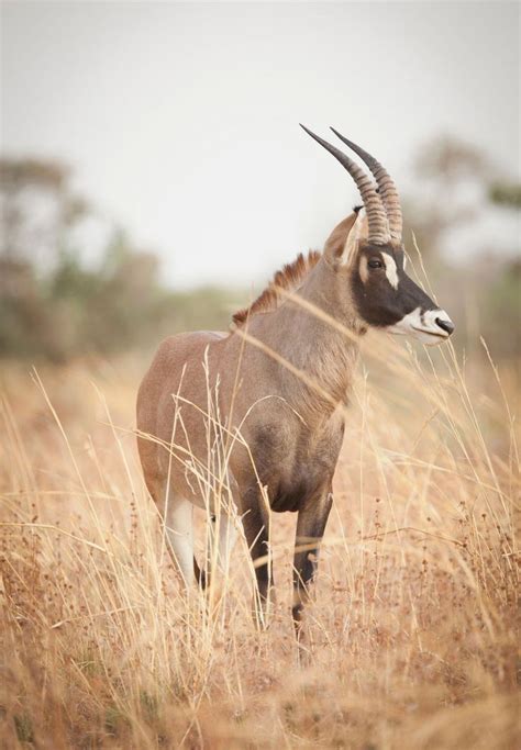 Waza National Park Official GANP Park Page Antelope Cameroon