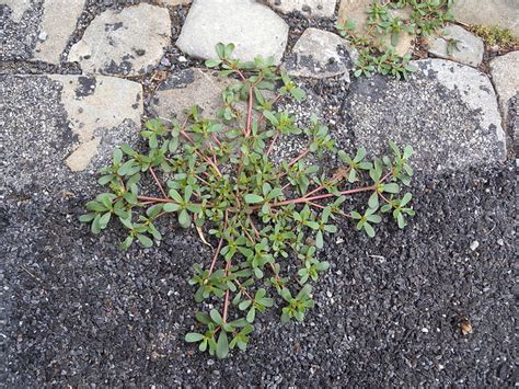 How To Grow Purslane An Edible Weed Hubpages