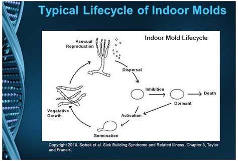 Life Cycle Of Indoor Mold Assured Bio Labs