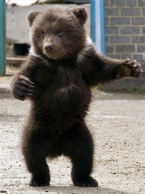 Cute Baby Grizzly Bears