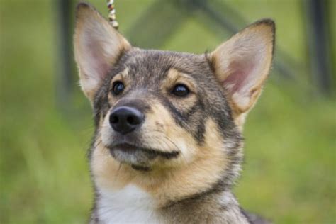 Swedish Vallhunds for Sale - Swedish Vallhund Puppies for Sale | VIP ...