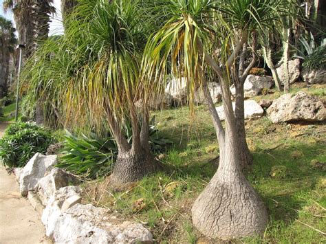 Ficha De Beucarnea Nolina O Planta Cola De Pony