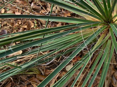 Know Your Natives Arkansas Yucca Arkansas Native Plant Society