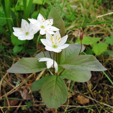 Trientalis europaea - Изображение особи - Плантариум