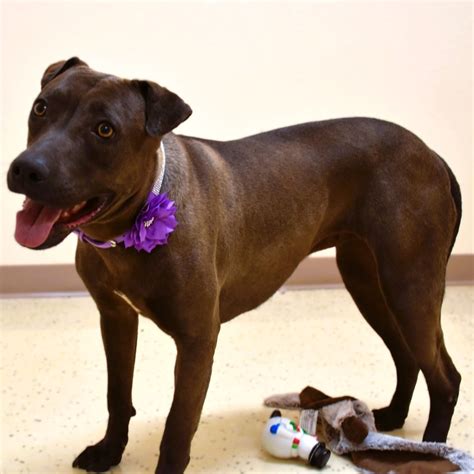 Dog For Adoption Stunning Sylvie A Chocolate Labrador Retriever