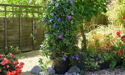 Passion Flower Mixed Collection 1 Or 3 Potted Plants Groupon