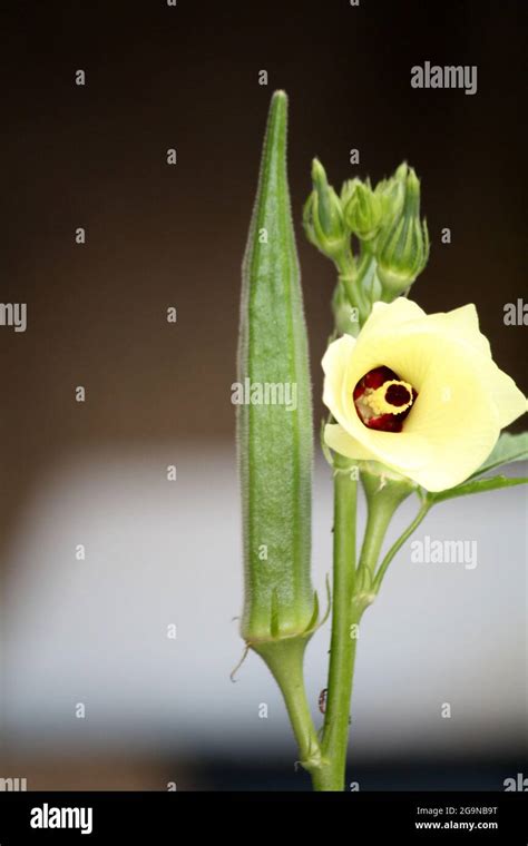 Flores Y Vainas De Semillas De Okra O Bhindi Abelmoschus Esculentus