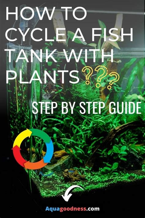 How To Cycle A Fish Tank With Plants Step By Step Guide