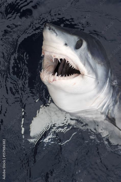 Head and Teeth of a Mako Shark Stock Photo | Adobe Stock