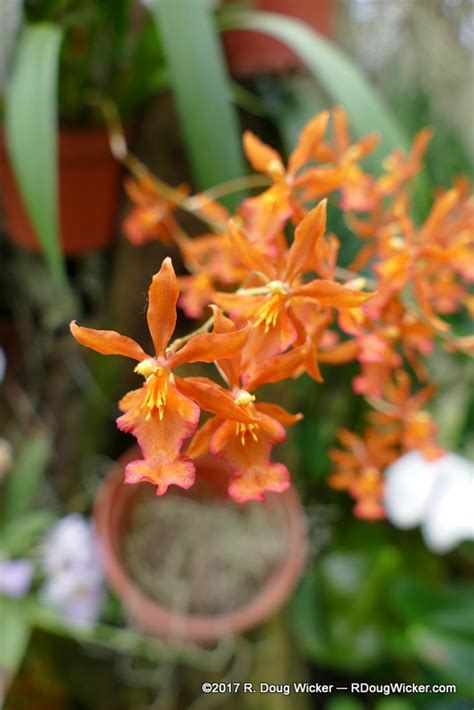 Ecuador — Cuenca; More Ecuagenera orchids | R. Doug Wicker — Author