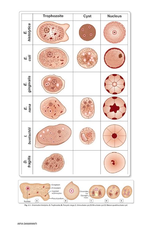 Gambar Amoeba Dan Juga Perbedaannya Dari Tropozoit Kista Prekista Figure 2 A Trophozoite Of